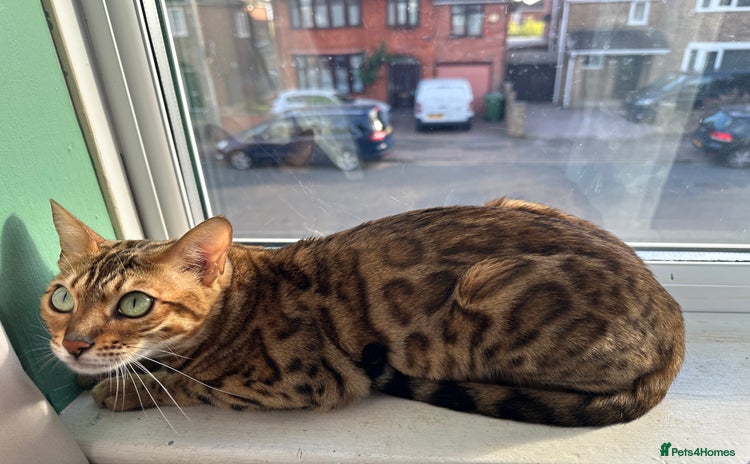 Bengal cats - Advert 15