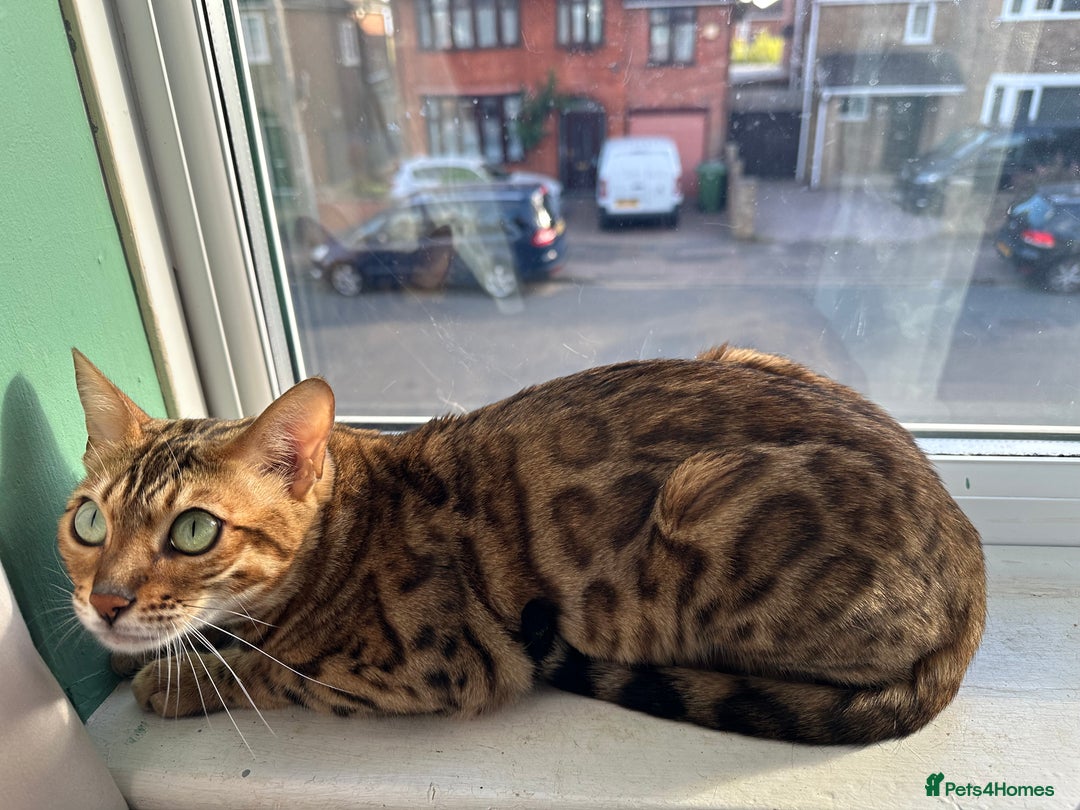 Bengal cats for sale: TICA Bengal cat for sale.  - Image 2