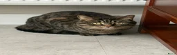 Bengal cats for sale: Sad sale  - Advert 1