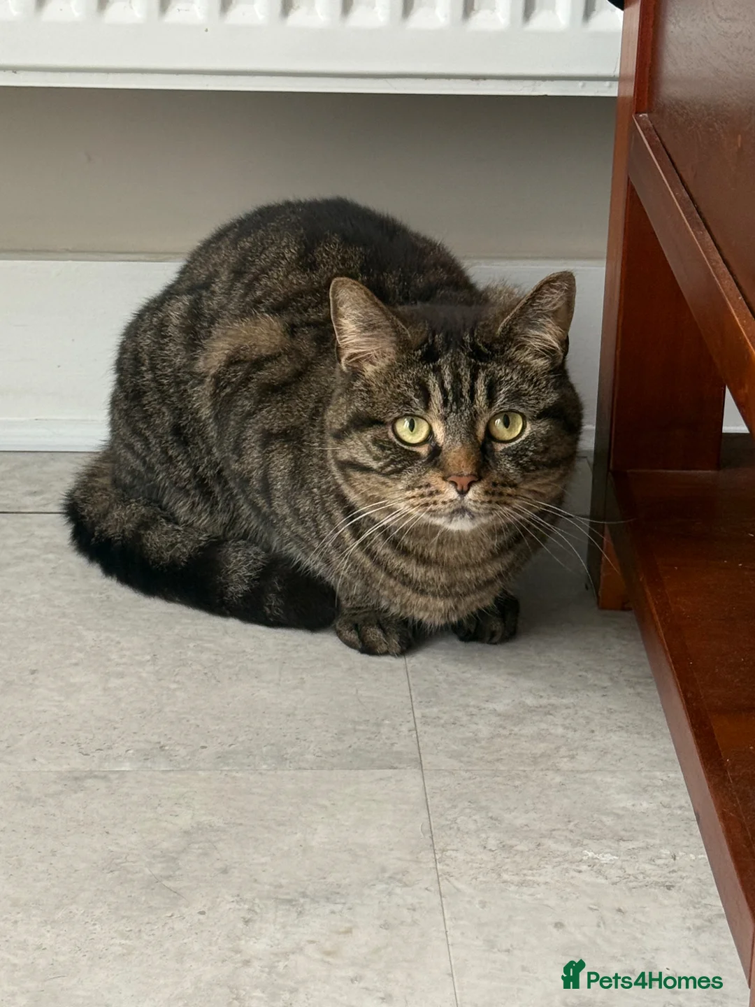 Bengal cats for sale: Sad sale  - Advert 1