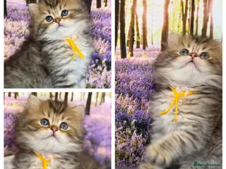 British Longhair cats British LH/SH adorable golden kittens TICA - Advert 3