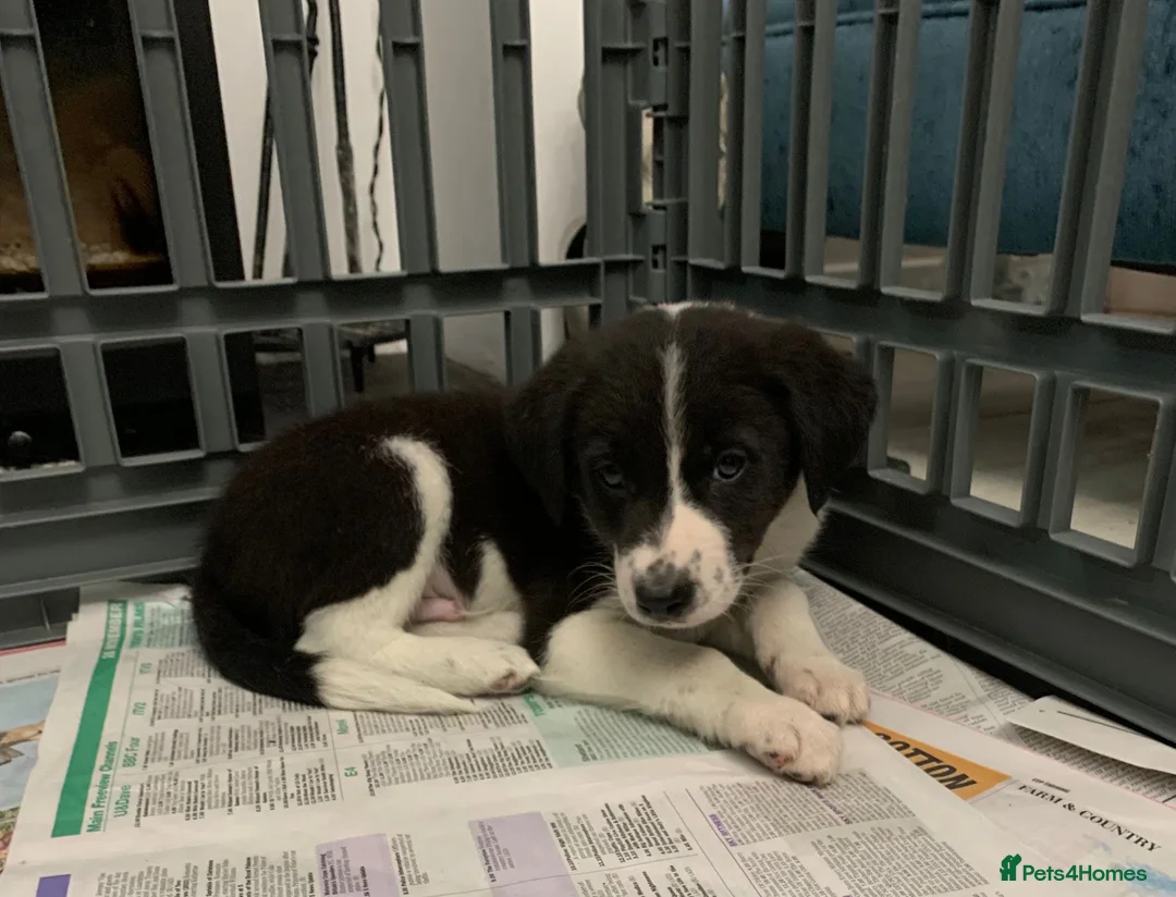 Mixed Breed dogs for sale: Old style Lurcher puppies - Advert 3