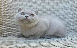 British Shorthair cats for sale: Stunning British Shorthair Kittens  - Image 7