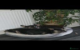 French Bulldog dogs for sale: French Bulldogs  - Image 10