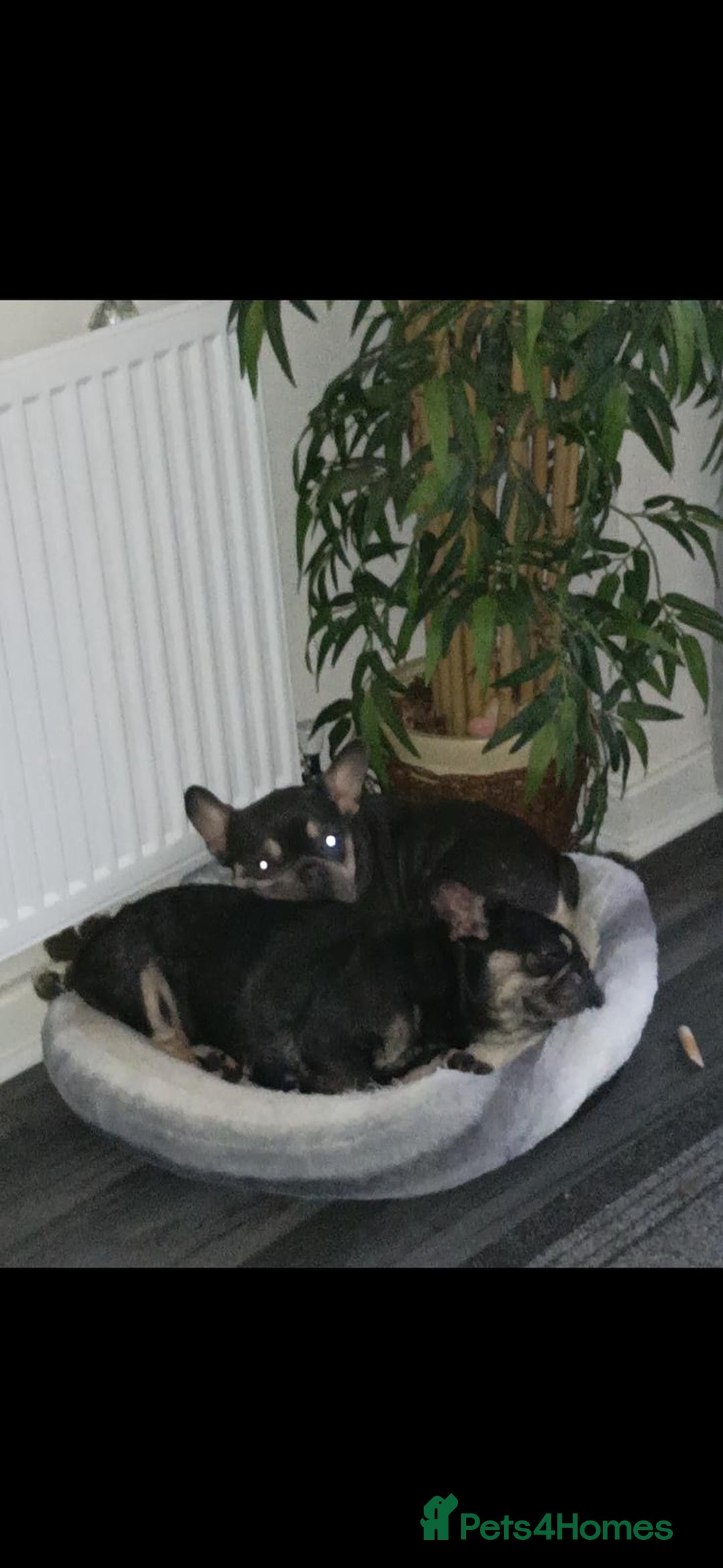 French Bulldog dogs for sale: French Bulldogs  - Image 10