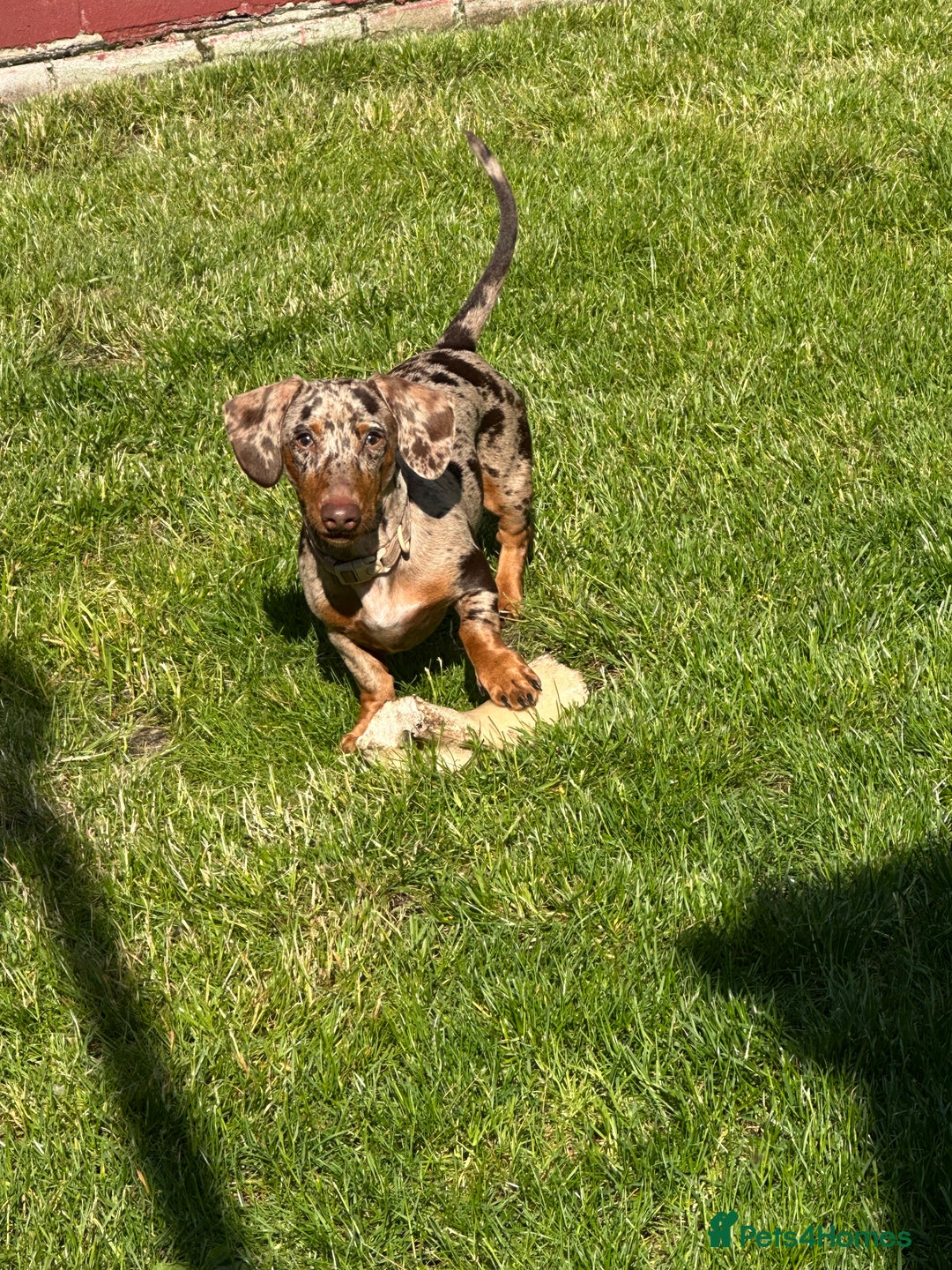 Miniature Dachshund dogs for sale: Miniature Chocolate Dapple Dachshund  - Image 9