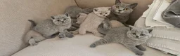 British Shorthair cats for sale: GCCF BSH Lovely Kittens - Advert 13