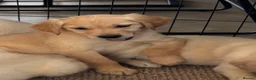 Golden Retriever dogs for sale: KC Reg Golden Retriever puppies - Ready now!!!!  - Advert 7