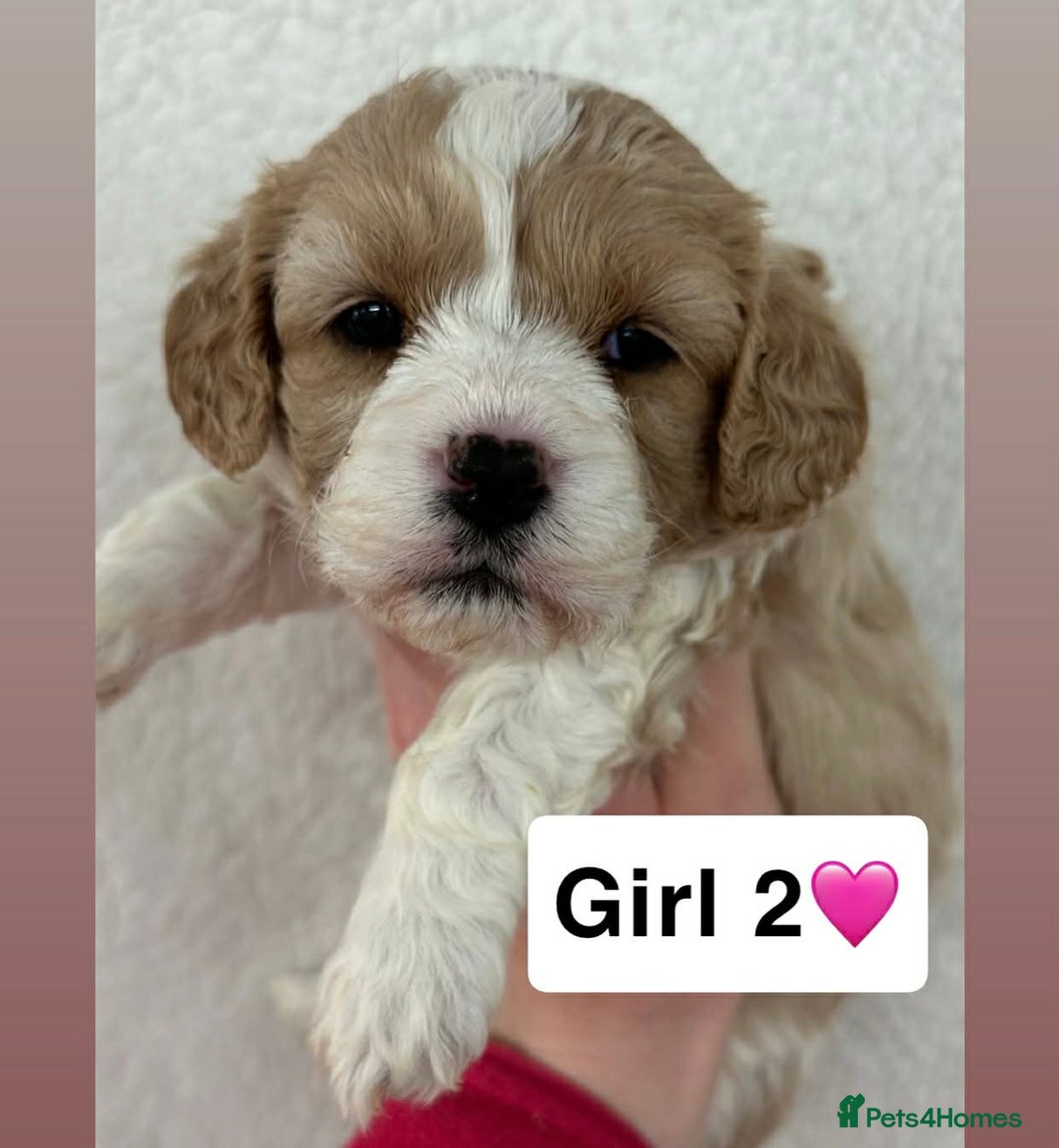 Cavachon dogs for sale: Stunning DNA Clear Cavachon pups - Advert 7