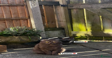 Scottish Fold cats - Advert 2