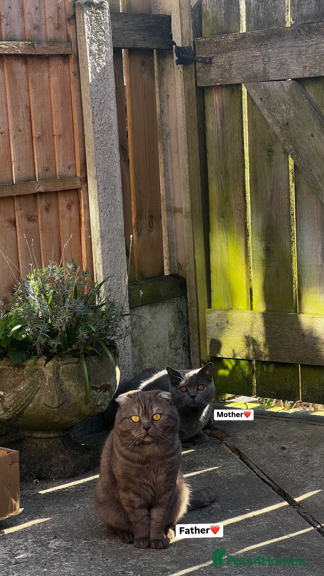 Scottish Fold cats for sale: Last kitten left! Straight ears 😍 - Image 2