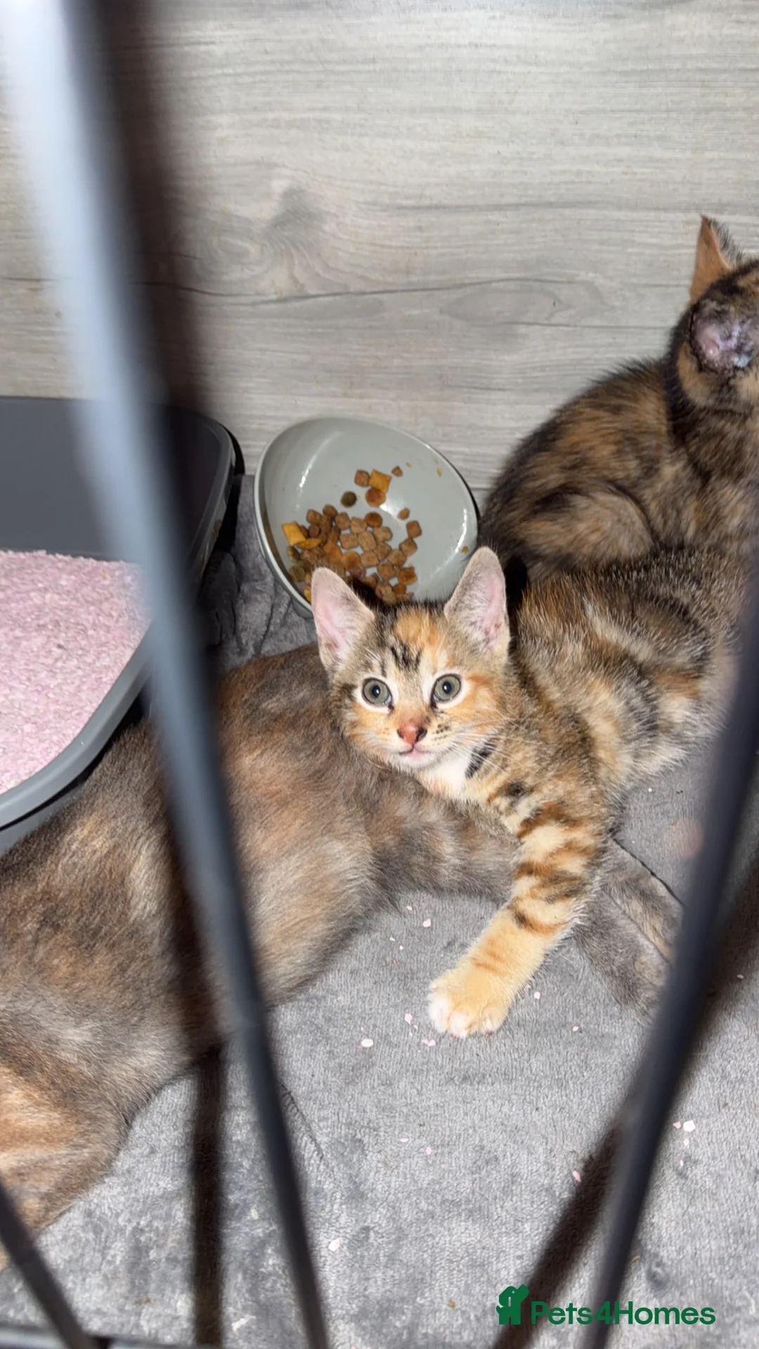 Mixed Breed cats for sale: Kittens  - Advert 10