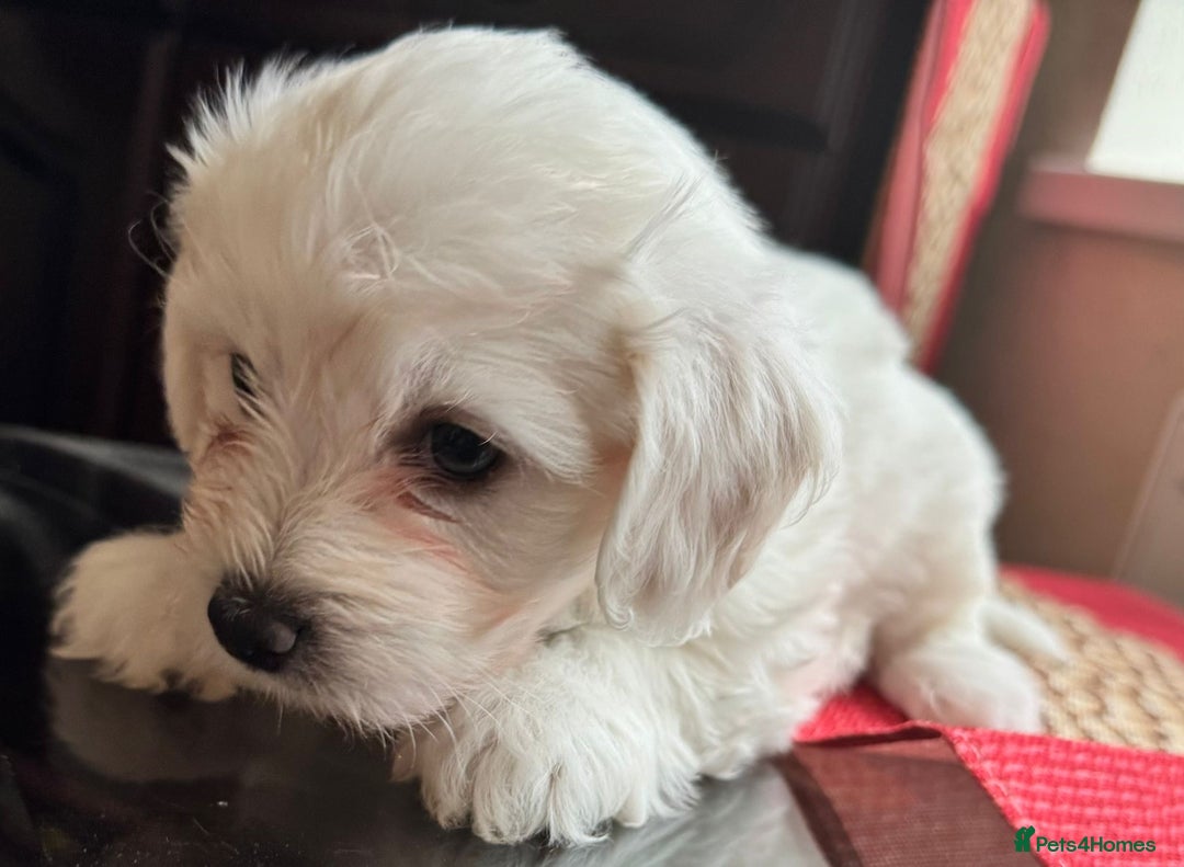 Maltese dogs for sale: Maltese Bichons, 1 Prince left & ready to leave. - Image 3
