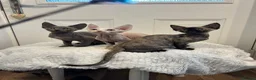 Devon Rex cats for sale: Fife reg Devon Rex kittens  - Advert 12