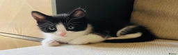 Mixed Breed cats for sale:     4 Beautiful Kittens Ready for Forever Homes ❤️ - Advert 5