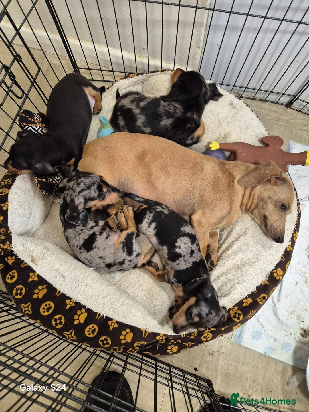 Dachshund dogs for sale: Stunning dachshund puppies for sale males  - Image 11
