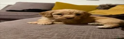 Cockapoo dogs for sale: Toy cockapoo in Nottingham - Advert 15