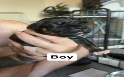 Mixed Breed dogs for sale: Staffy cross  - Image 9