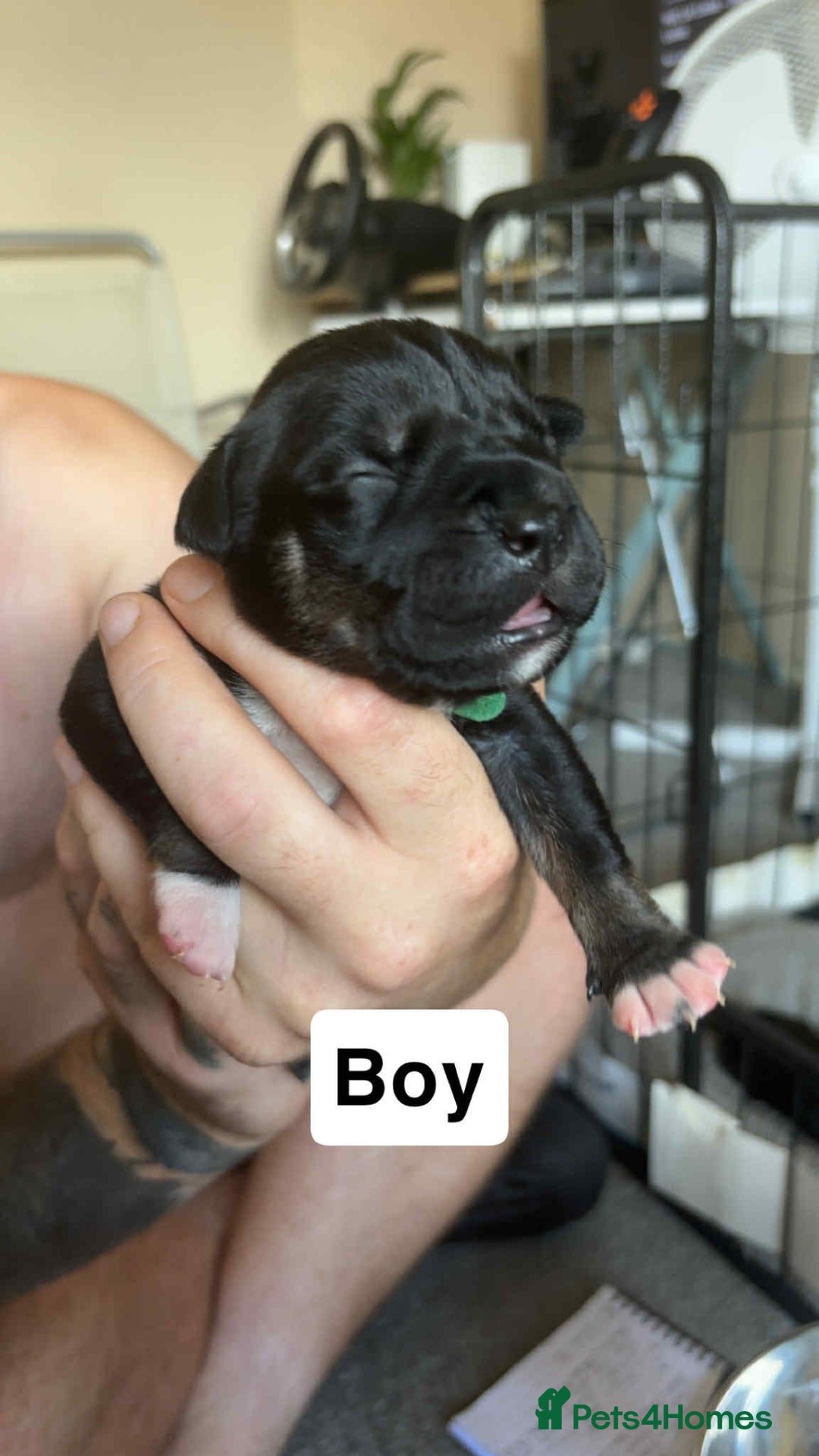 Mixed Breed dogs for sale: Staffy cross  - Image 9