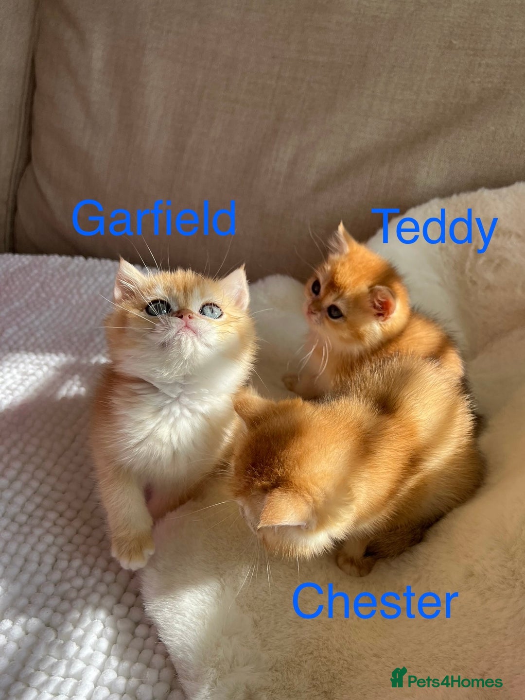 British Shorthair cats for sale: NY12 British Shorthair Kittens  - Image 7