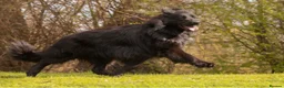 German Shepherd dogs for stud: Superb Long Coat Solid Black KC Reg  *STUD* - Advert 8