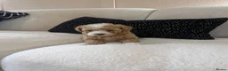 Maltipoo dogs for sale: F1 Toy Maltipoo puppies - Advert 11