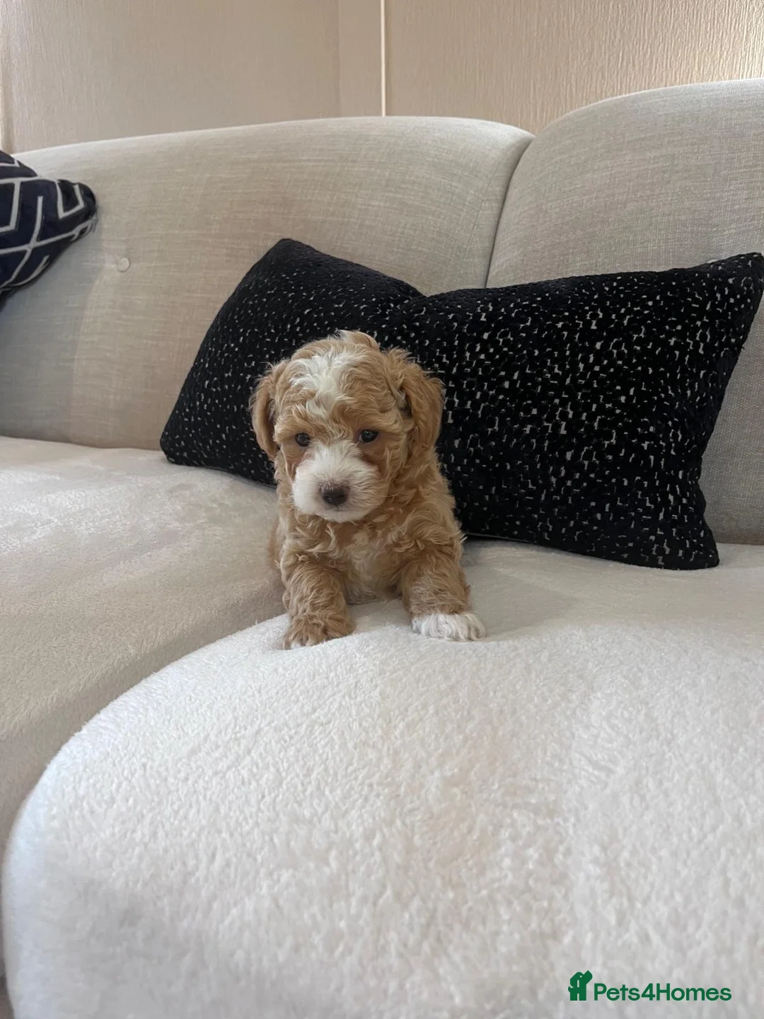 Maltipoo dogs for sale: F1 Toy Maltipoo puppies - Advert 11