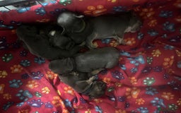 French Bulldog dogs for sale: french bulldog puppies  - Image 2
