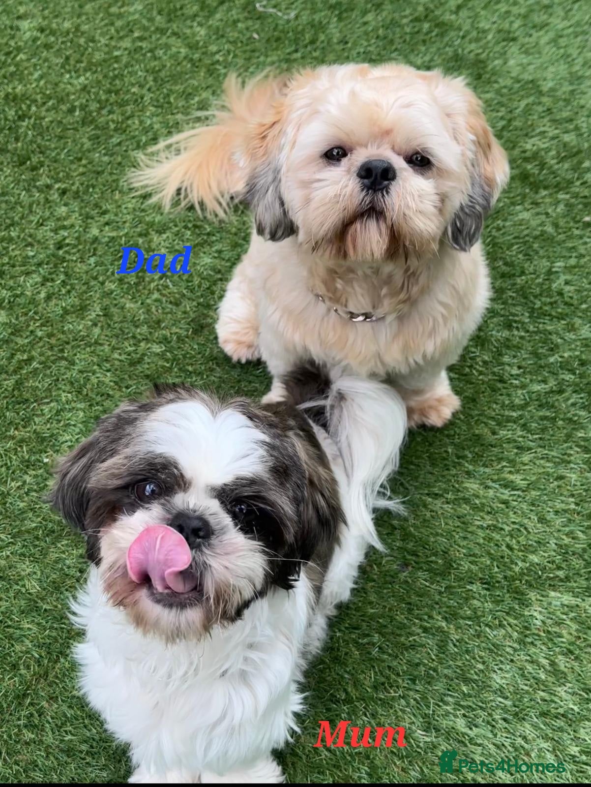 Shih Tzu dogs 💞 QUALITY STANDARD SHIH TZU 💞 - Advert 3