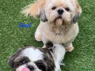 Shih Tzu dogs 💞 QUALITY STANDARD SHIH TZU 💞 - Advert 10