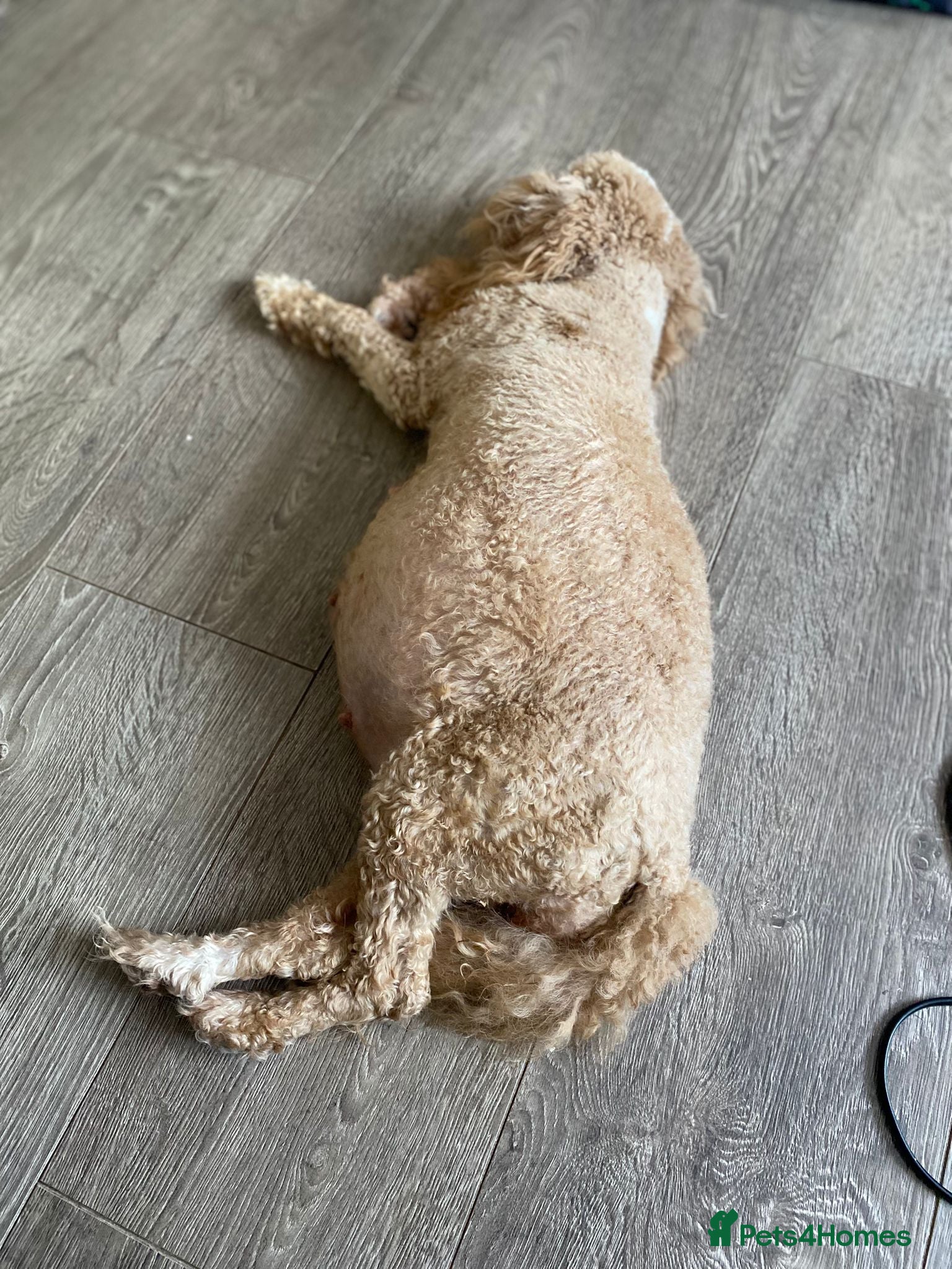 Cavapoo dogs 2 Gorgeous cavapoo girls  - Advert 10