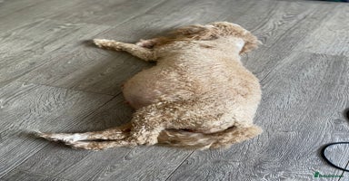 Cavapoo dogs - Advert 4