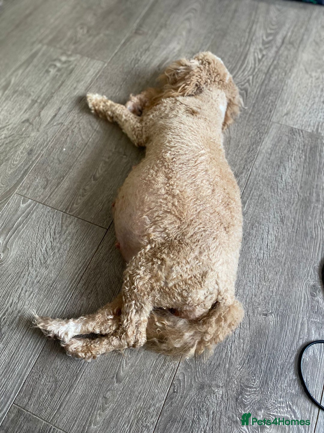 Cavapoo dogs for sale: Gorgeous cavapoo pups from health tested parents - Image 4