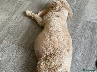 Cavapoo dogs 2 Gorgeous cavapoo girls - Advert 13