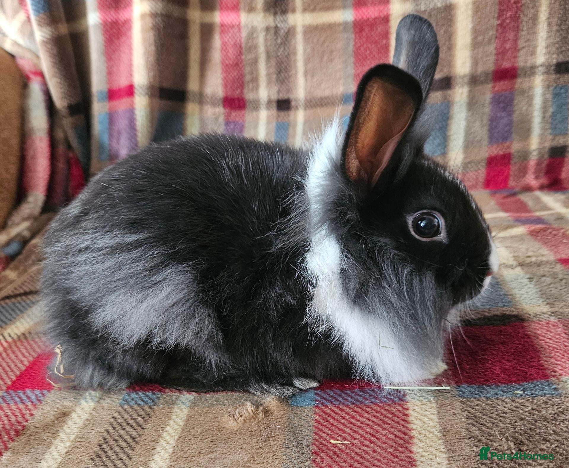 Mixed Breed rabbits Two beautiful boys - Advert 1