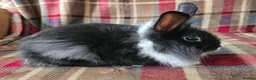 Mixed Breed rabbits for sale: Two beautiful boys - Advert 1