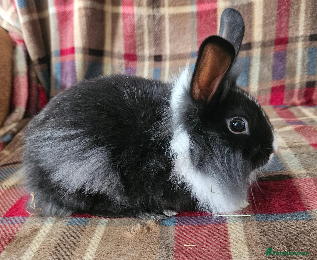Mixed Breed rabbits for sale: Two beautiful boys - Advert 1