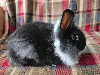 Mixed Breed rabbits Two beautiful boys - Advert 1