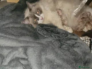 Ragdoll cats Ragdoll kittens for sale - Advert 2