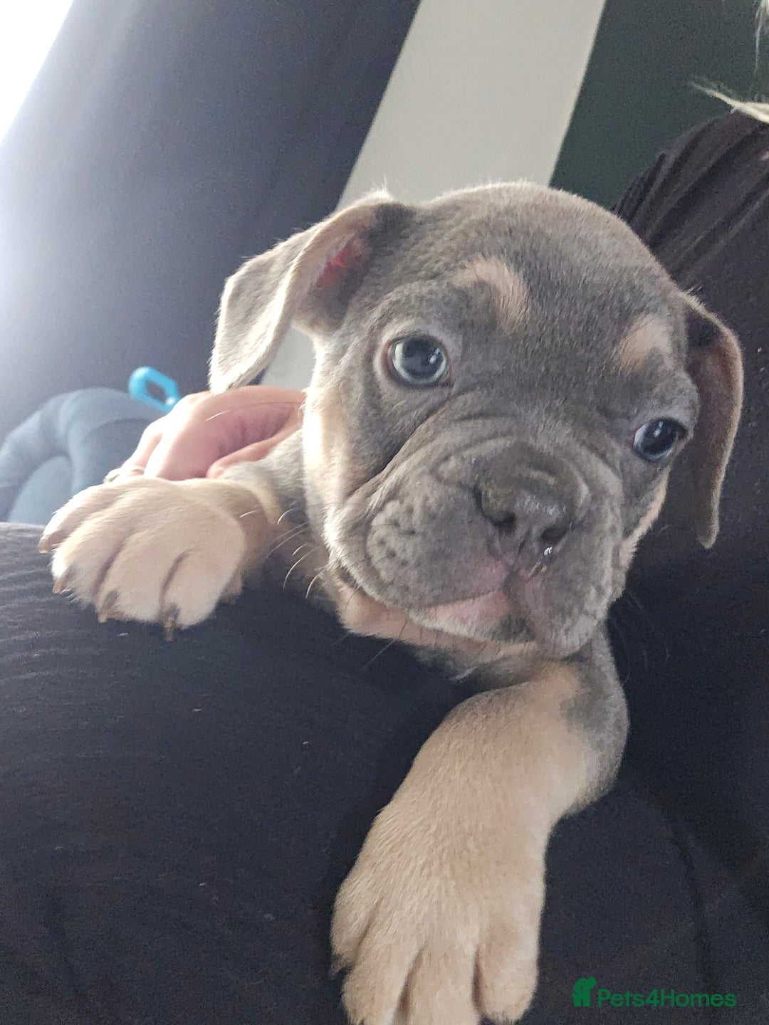 French Bulldog dogs for sale: Gorgeous Blue French Bulldog Girl - Image 18