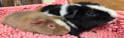 Guinea Pig rodents for sale: Gorgeous pair of Teddy boys/boars/males - Advert 4