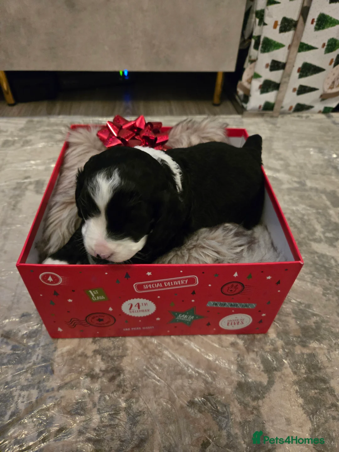 Cockapoo dogs for sale: Rebecca sheldrick  - Advert 3