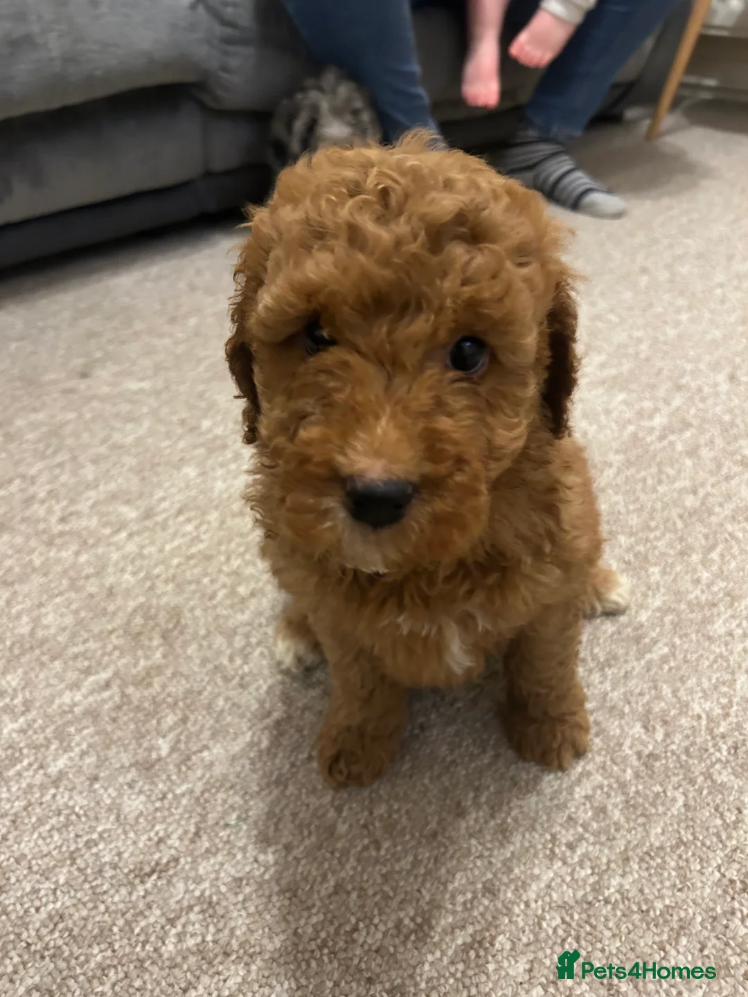 Mixed Breed dogs for sale: Australian Double doodle puppies  - Advert 18