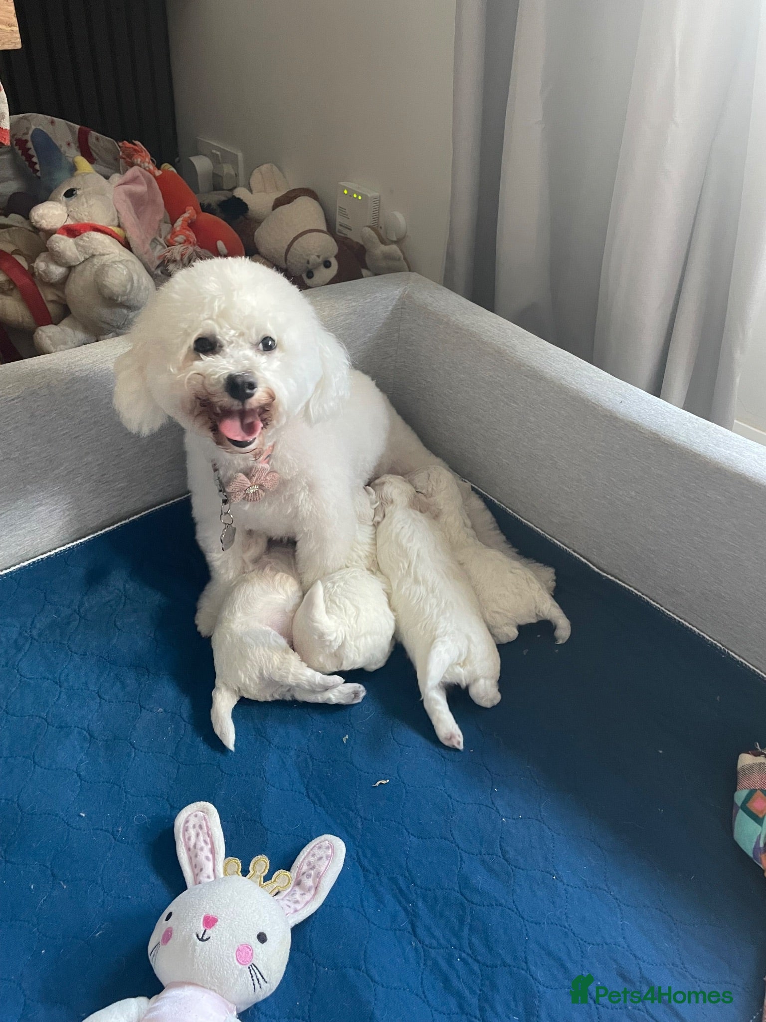 Bichon Frise dogs Bonnie - Advert 1