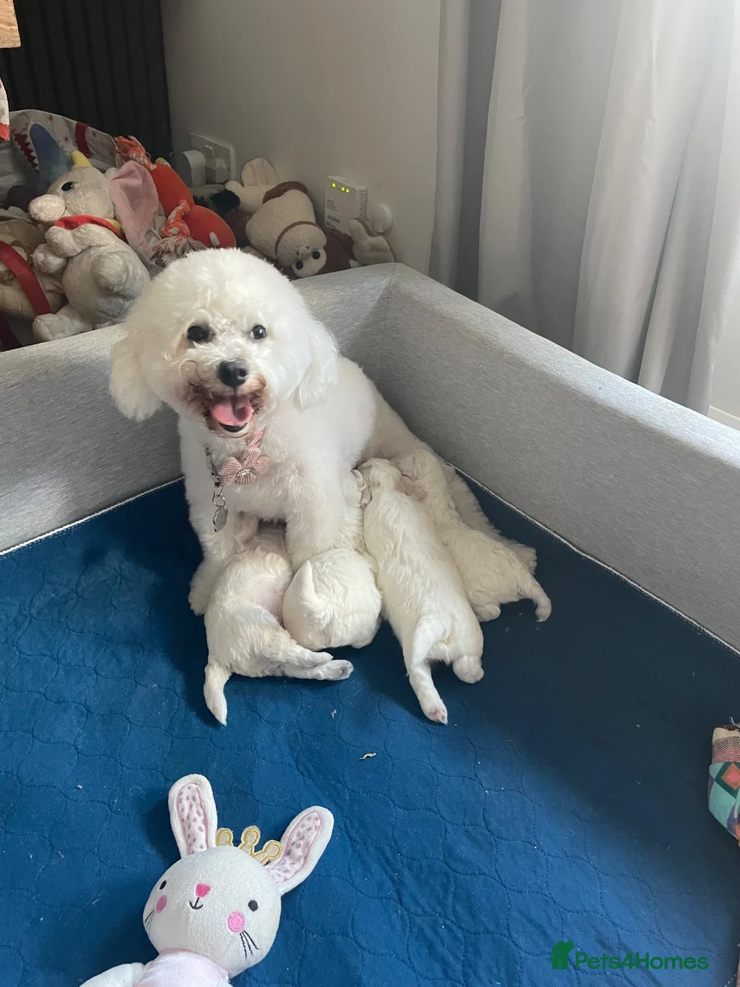 Bichon Frise dogs for sale: Bonnie in Exeter - Advert 1