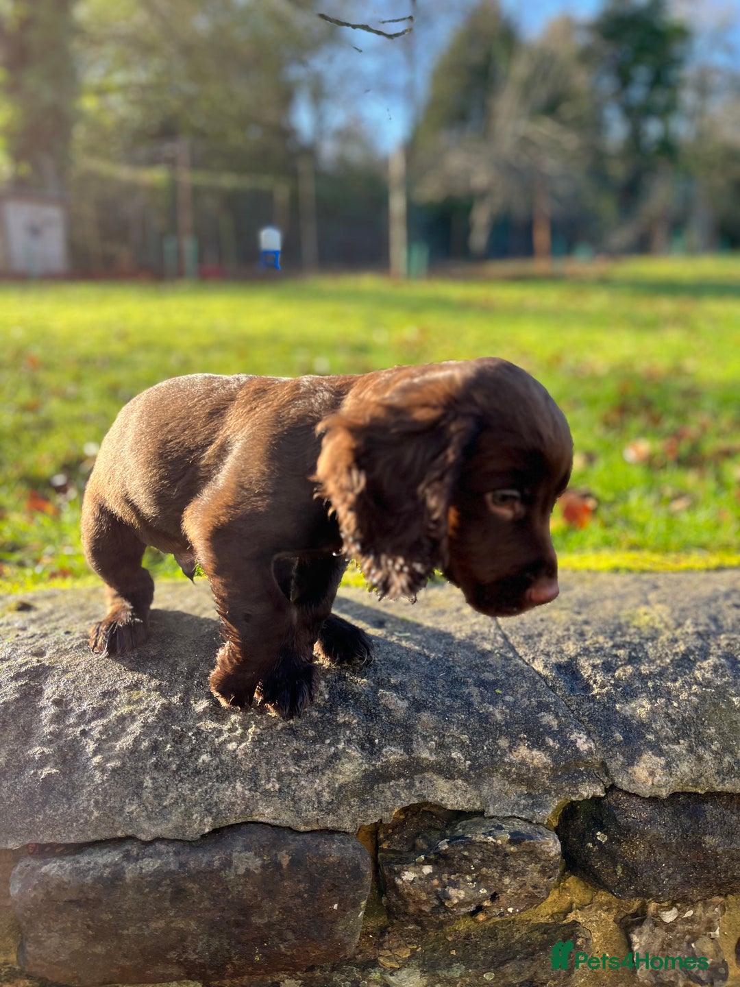 Cocker Spaniel dogs for sale: KC COCKER SPANIEL PUPPIES - Advert 14