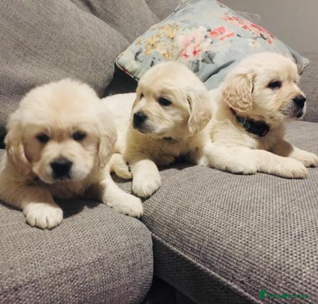 Golden Retriever dogs for sale: CHUNKY CREAM RETRIVER PUPPIES  - Image 2