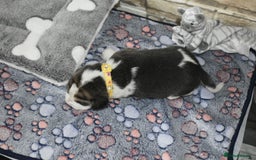 Beagle dogs for sale: Beautiful KC Beagle Puppies – DNA Health Tested  - Image 8