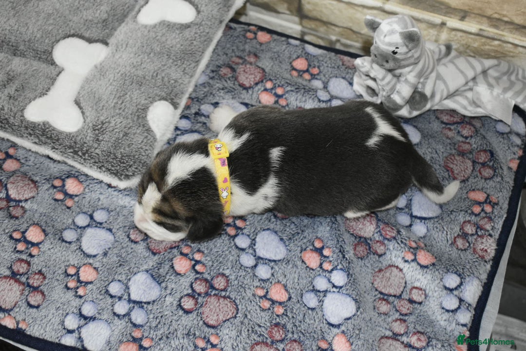 Beagle dogs for sale: Beautiful KC Beagle Puppies – DNA Health Tested  - Image 8