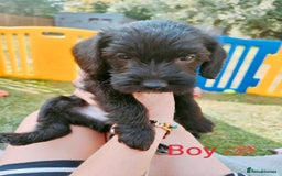 Mixed Breed dogs for sale: Cockapoo/Parsons Russell Pups - Image 7